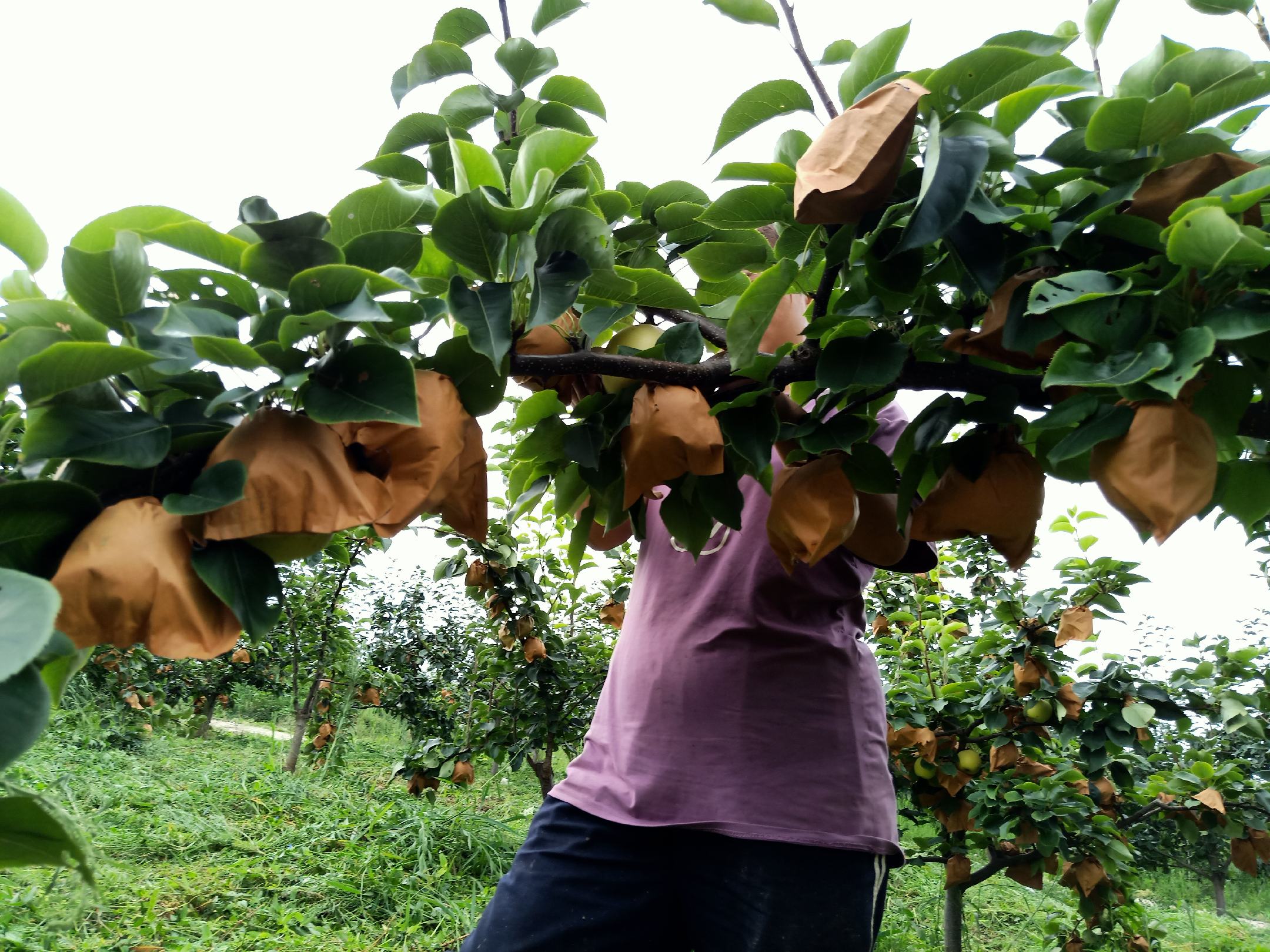黄金梨冬季整形修剪示范图