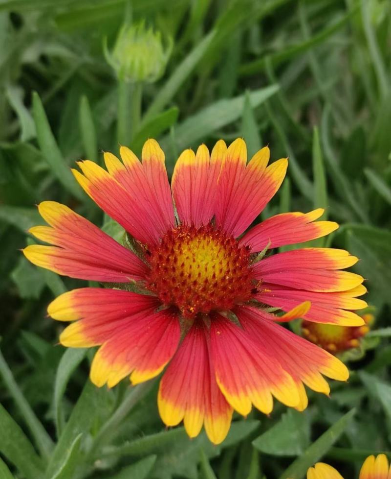 天人菊花种子四季耐寒多年生虎皮菊种子园林景观花种籽子