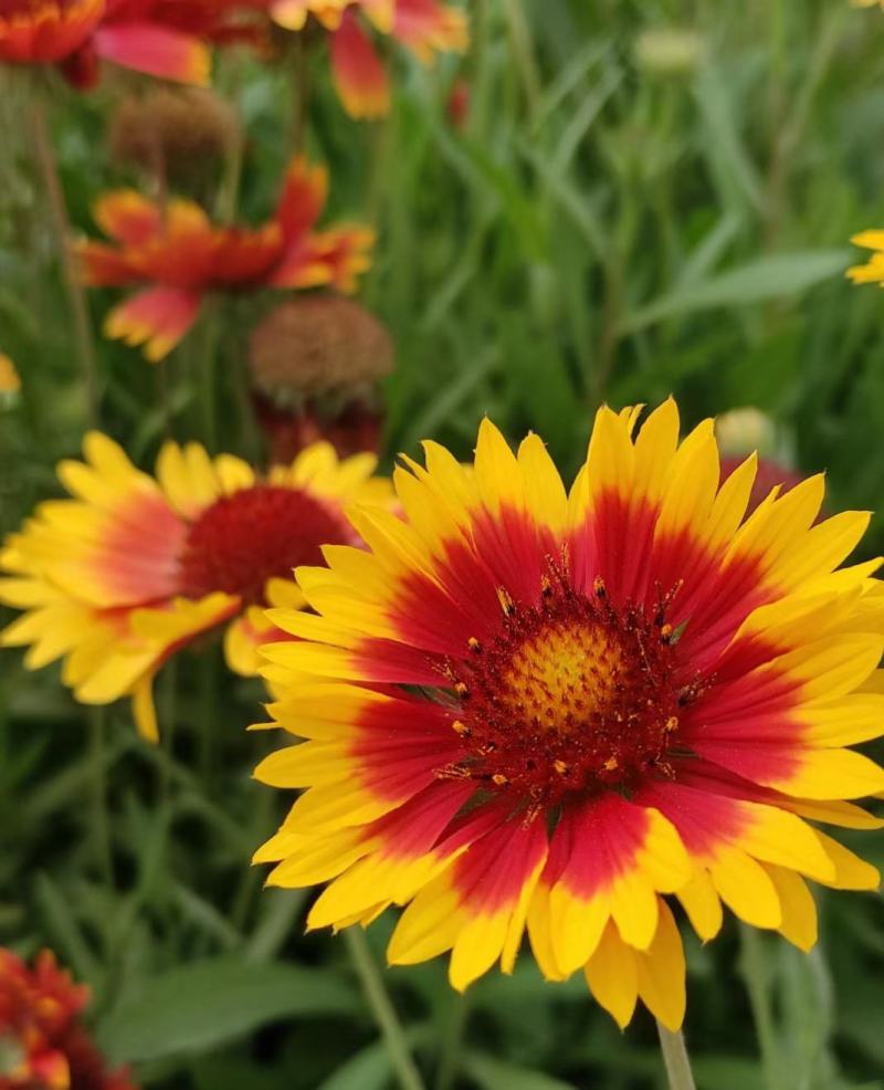 天人菊花种子四季耐寒多年生虎皮菊种子园林景观花种籽子
