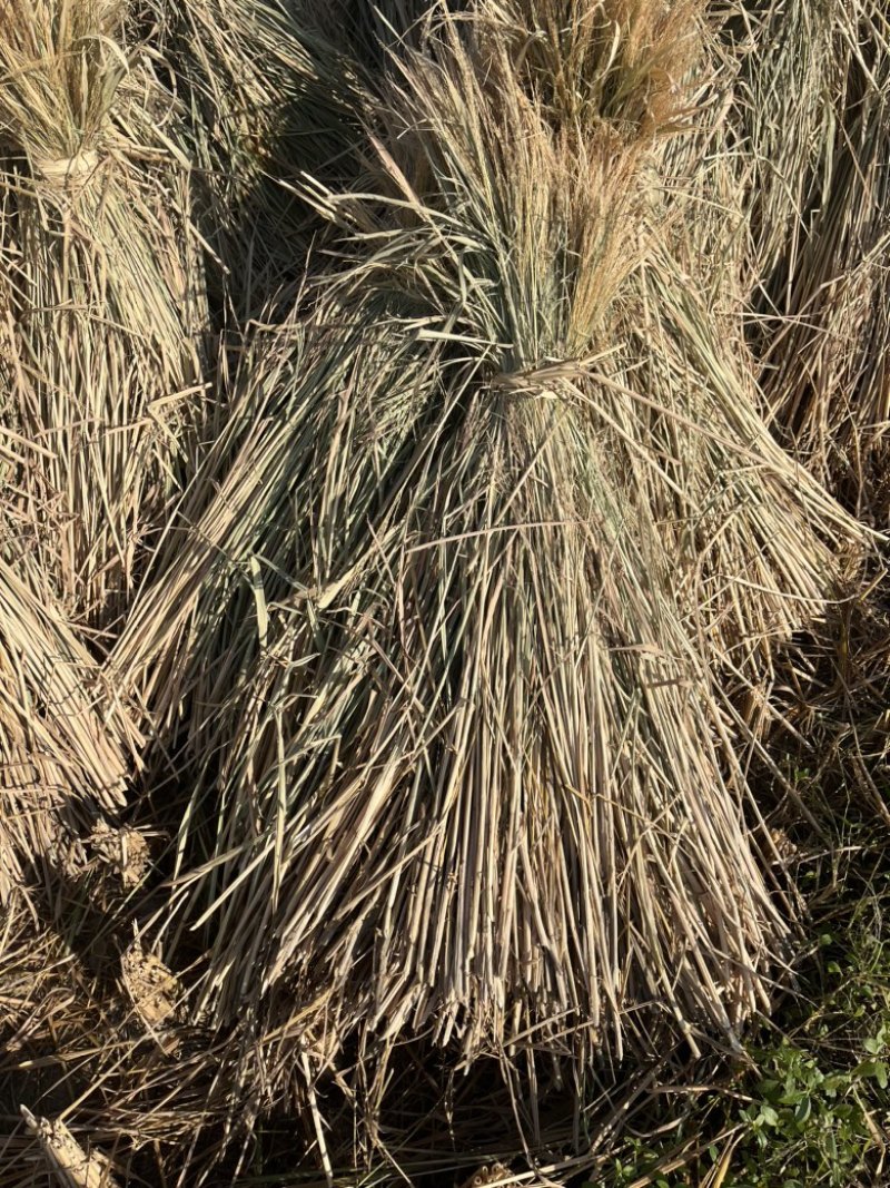 广西小方包稻草