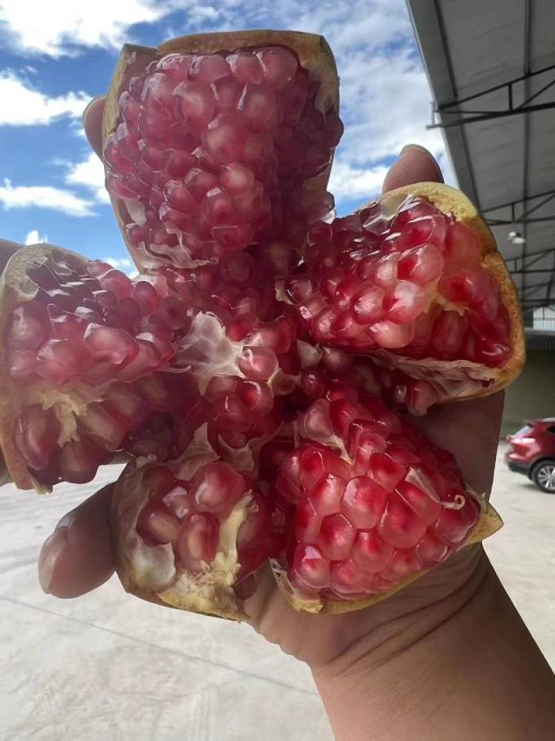 会理软籽石榴大量上市啦！对接电商平台社区团购商超