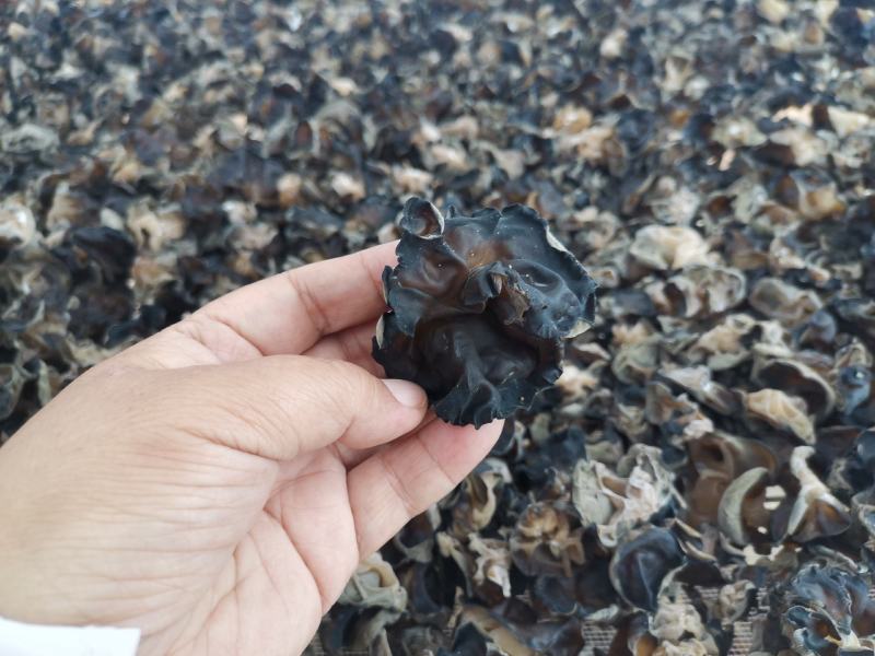 黑木耳菌棒，菌包定制加工，源头生产厂家，支持视频