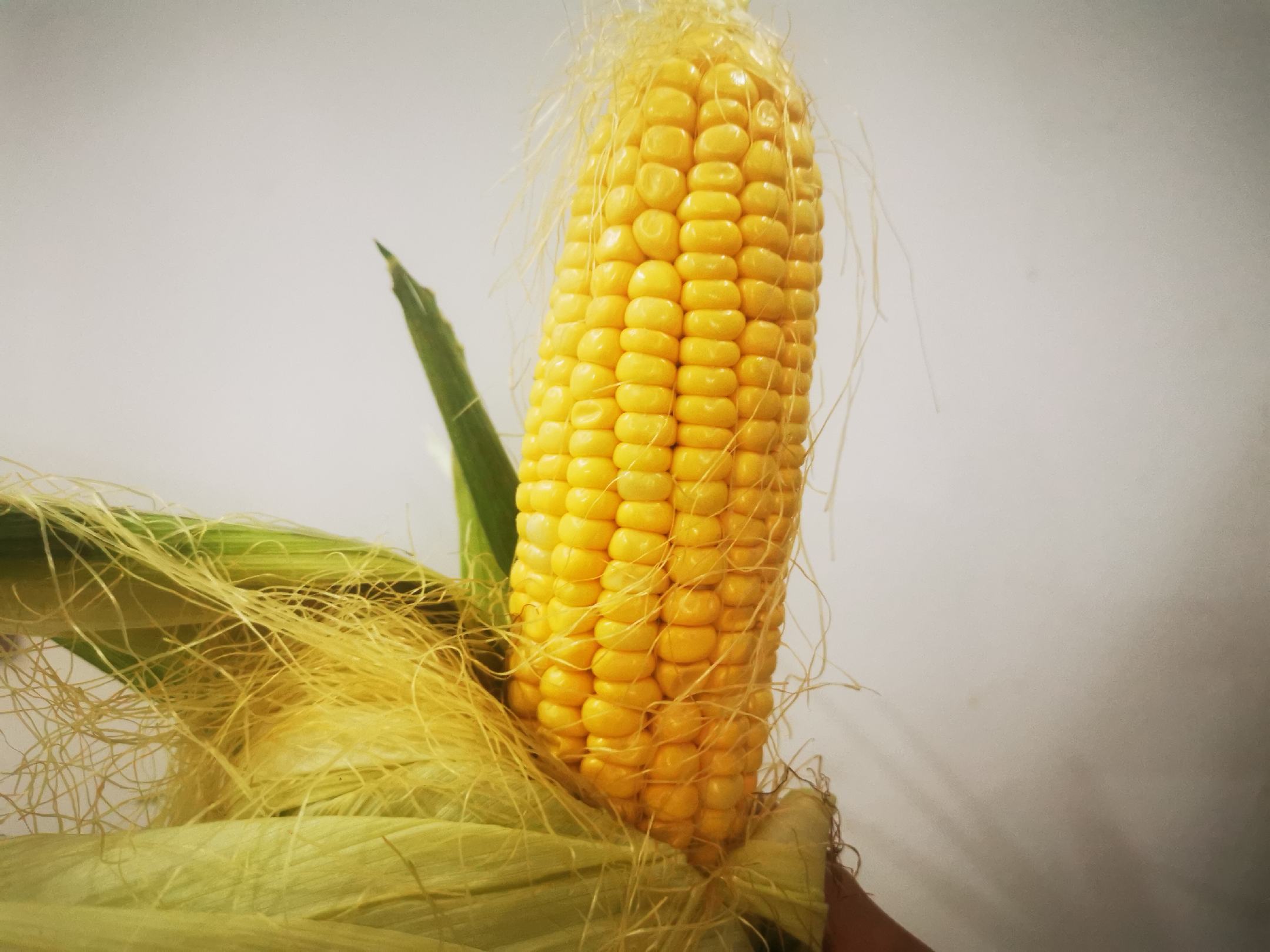 玉米菜植株与新鲜叶片特写