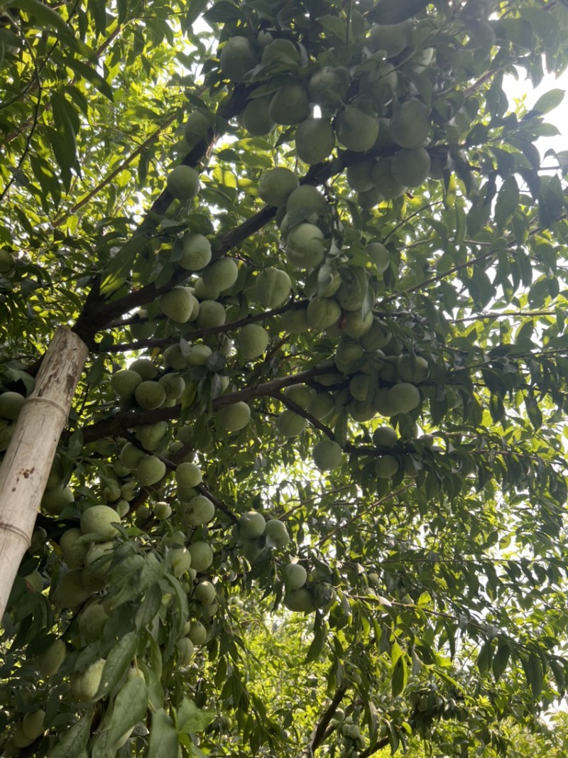 带有蜂糖香的浦江桃形李