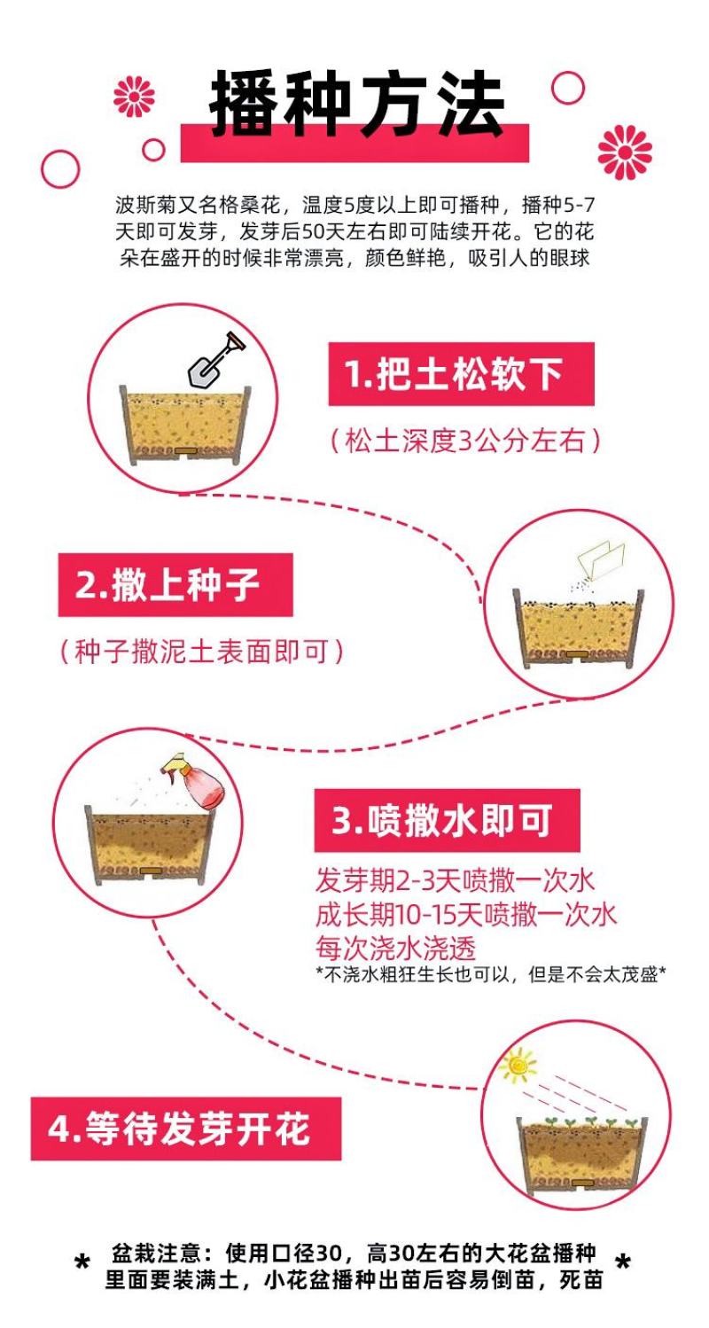 波斯菊花籽格桑花花种籽子庭院四季播种开花室外易活野花组合