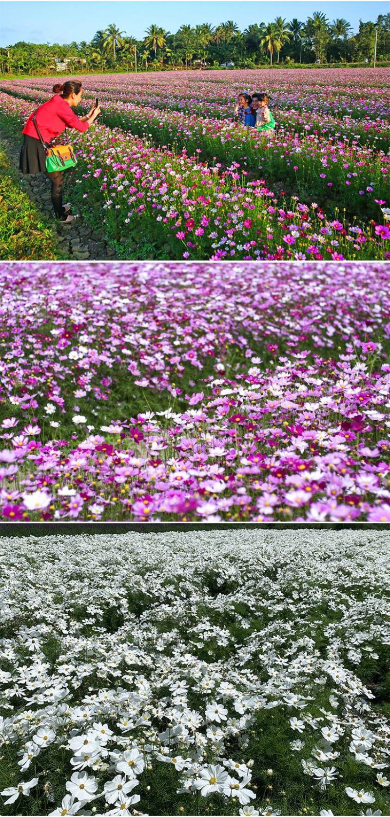 波斯菊花籽格桑花花种籽子庭院四季播种开花室外易活野花组合