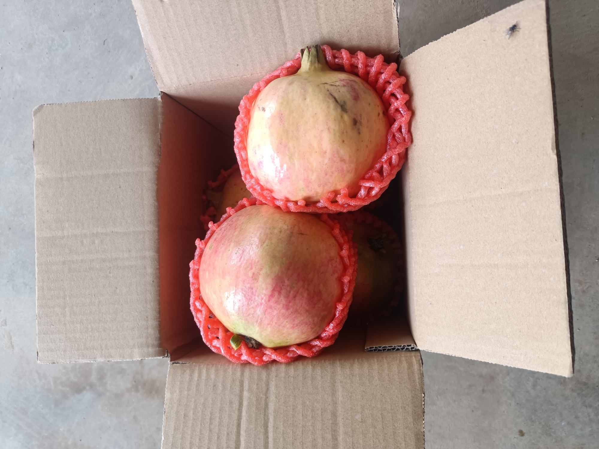 家庭冰箱冷冻室中石榴籽密封袋标签特写