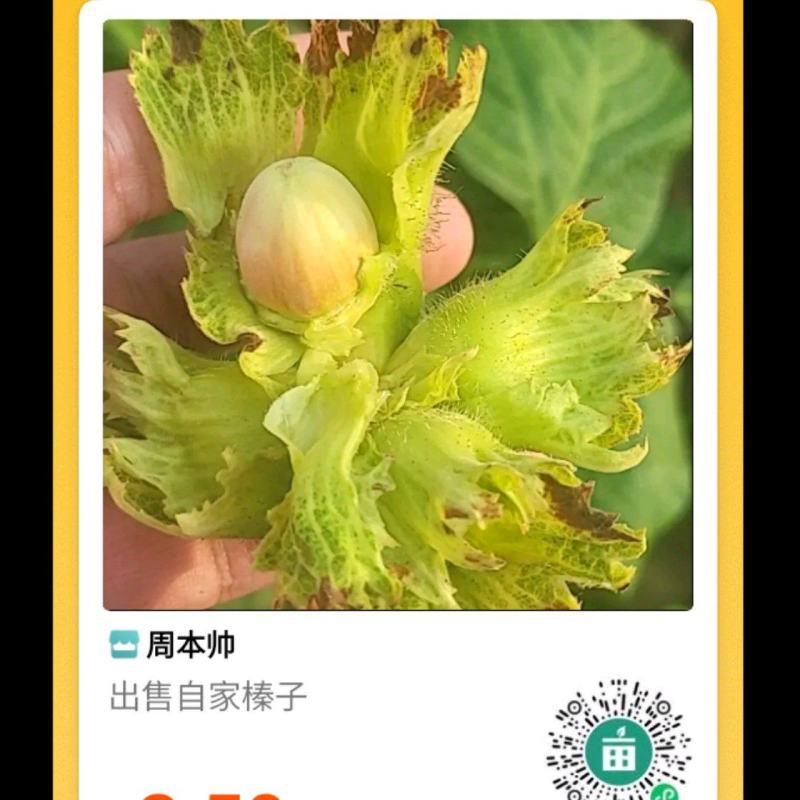 自家榛子无中间环节