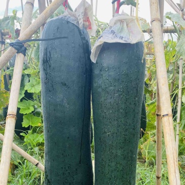 贵州黑皮冬瓜、吊冬瓜