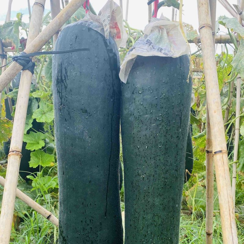 贵州黑皮冬瓜、吊冬瓜
