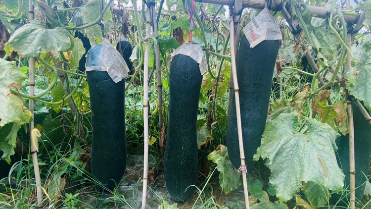 切开的黑皮冬瓜展示内部结构