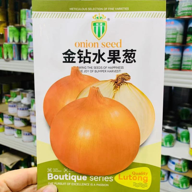 国外引进优良黄皮圆葱水果洋葱种子金钻水果葱种子甜脆微辣