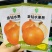 国外引进优良黄皮圆葱水果洋葱种子金钻水果葱种子甜脆微辣