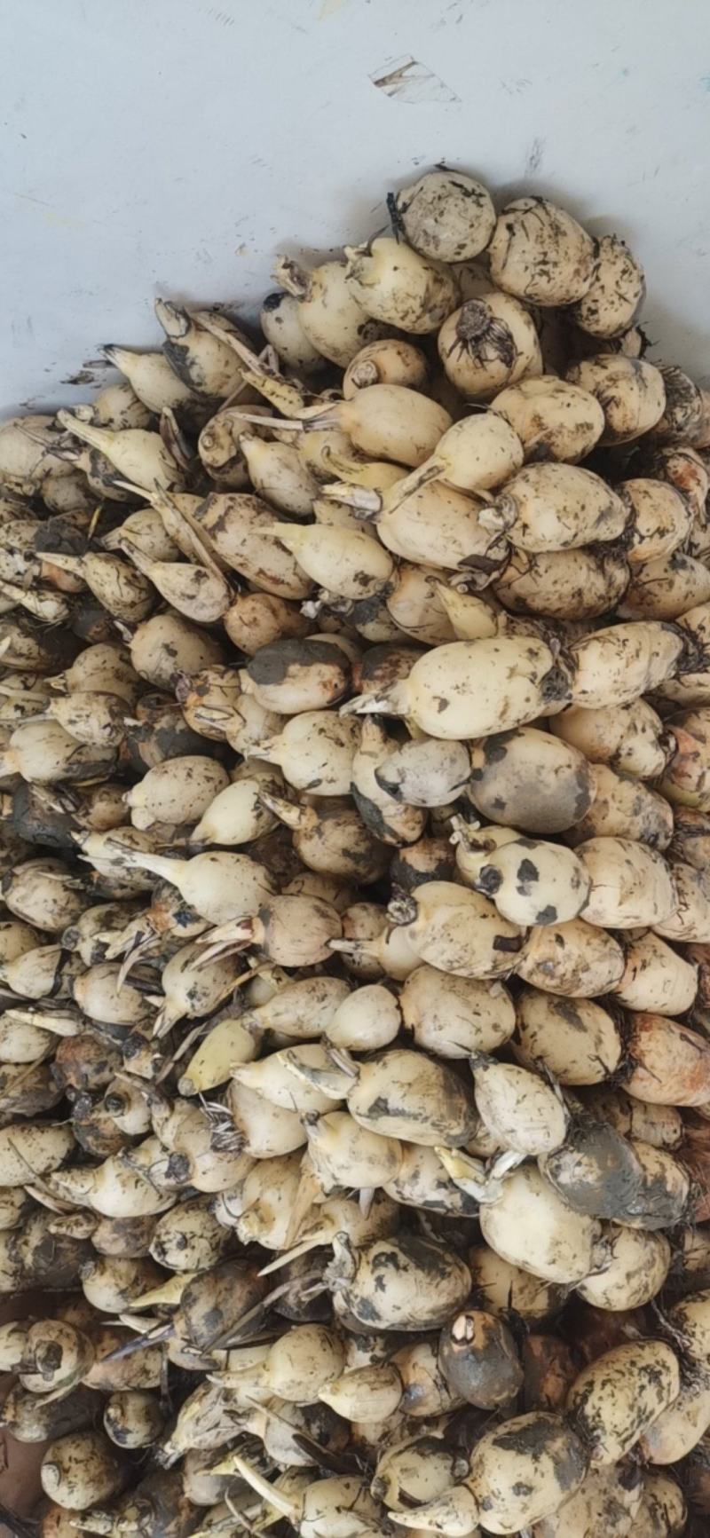 优质新鲜莲藕，皮白无绣，煲汤粉糯，清脆爽口