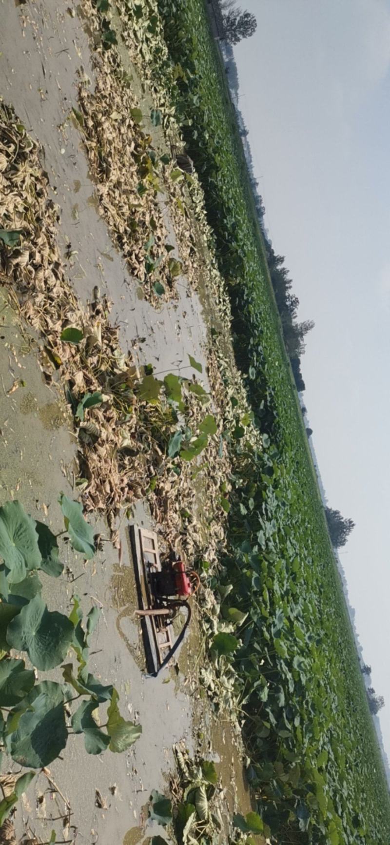 优质新鲜莲藕，皮白无绣，煲汤粉糯，清脆爽口