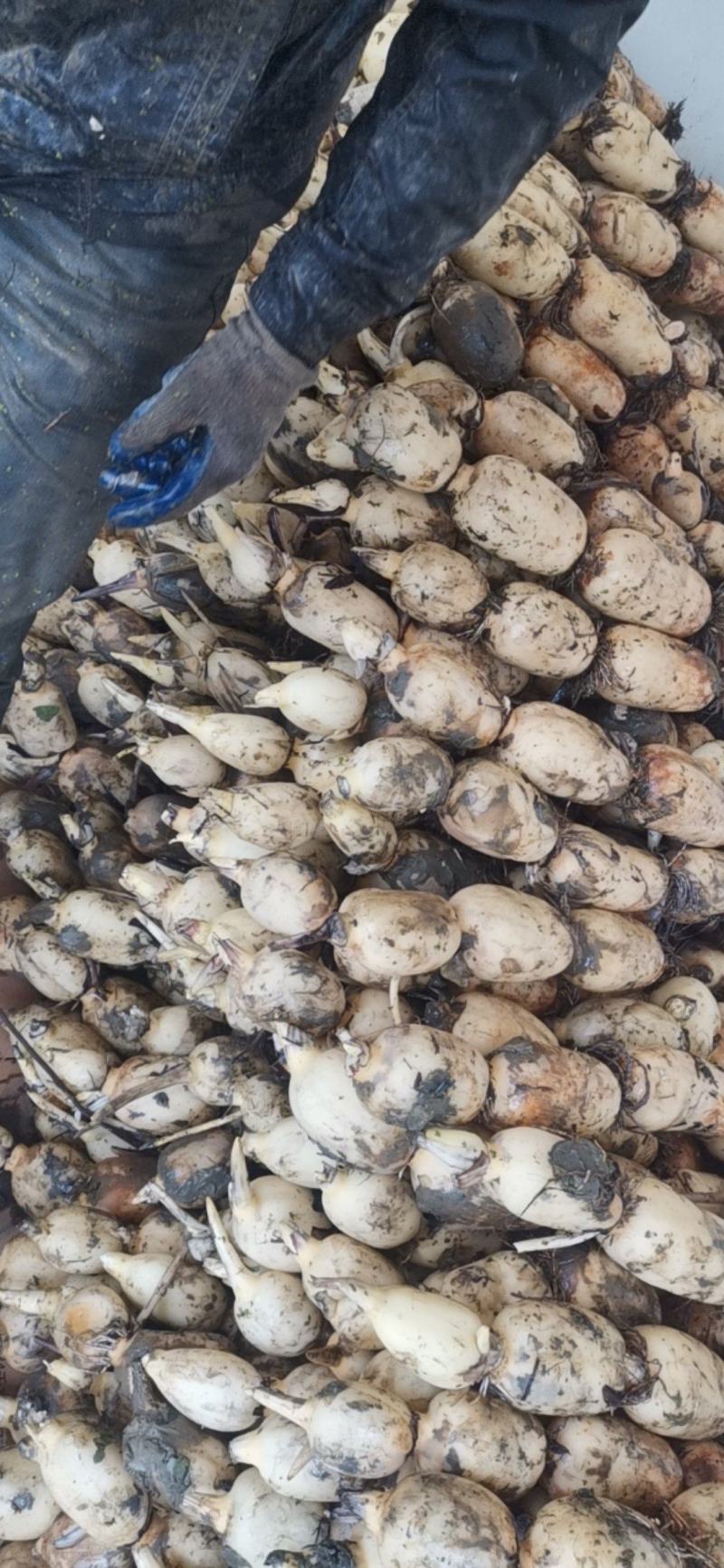 优质新鲜莲藕，皮白无绣，煲汤粉糯，清脆爽口