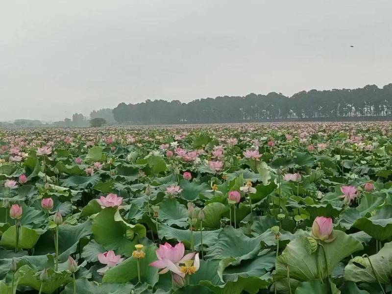 荷花粉新鲜花粉味道纯清甜，支持批发零售一件代发。一斤起售