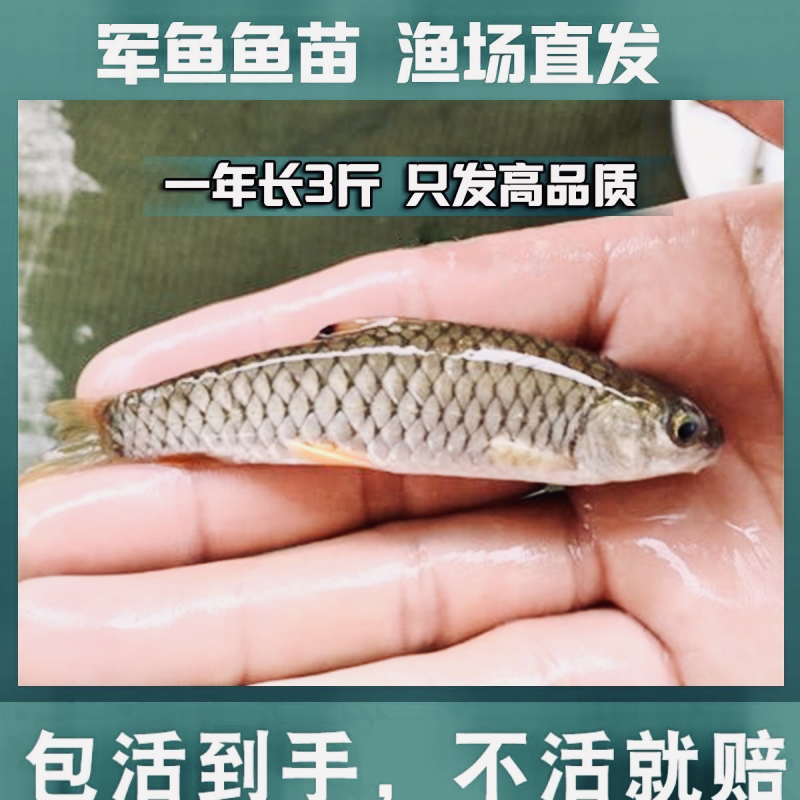 （正中优质）军鱼苗渔场直供技术指导存活率保障