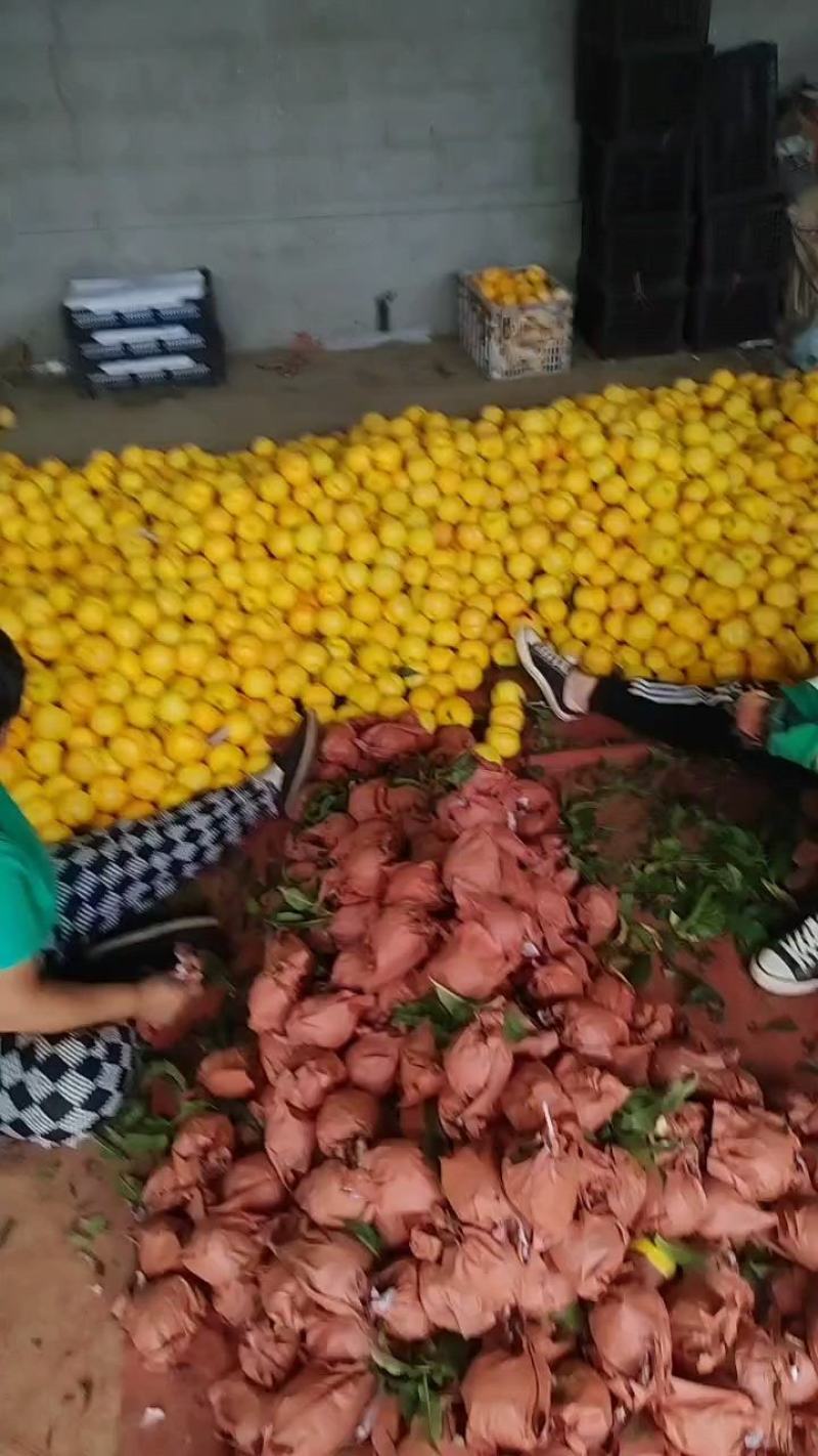 遵化市中华寿桃，个头大