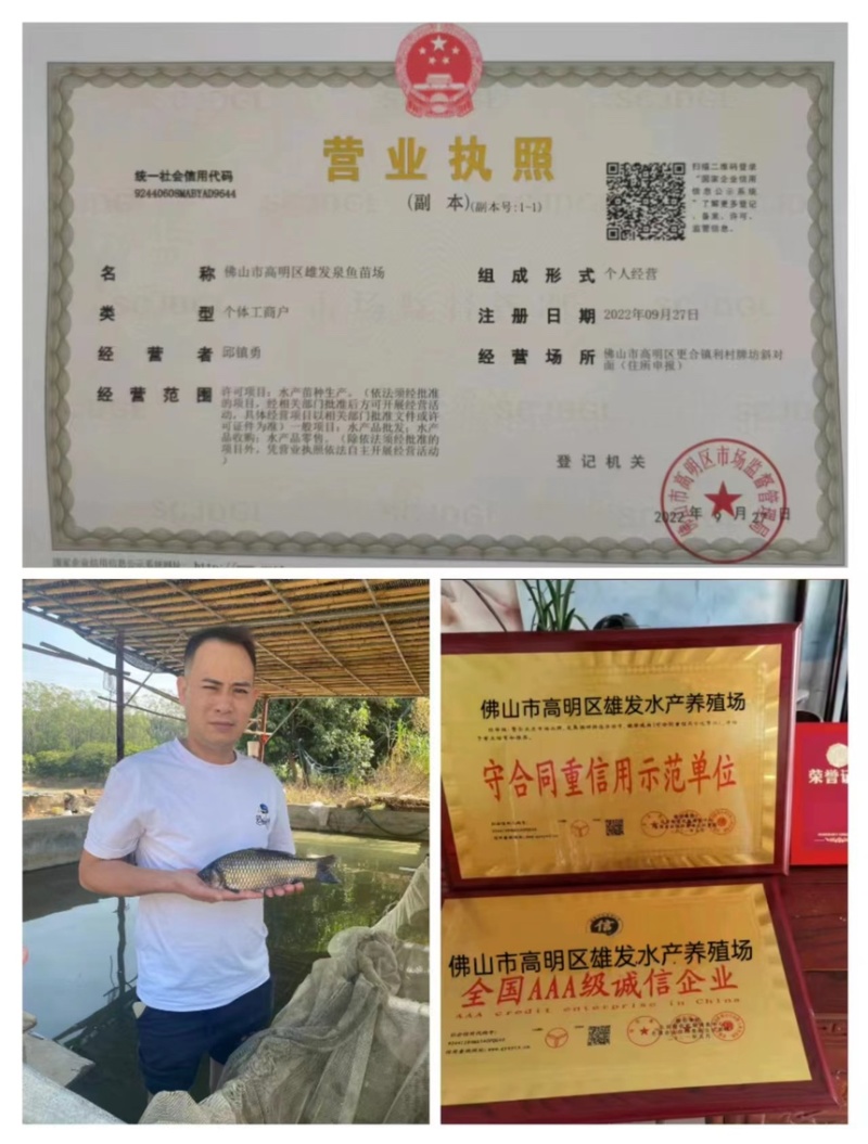 （正中优质）军鱼苗渔场直供技术指导存活率保障