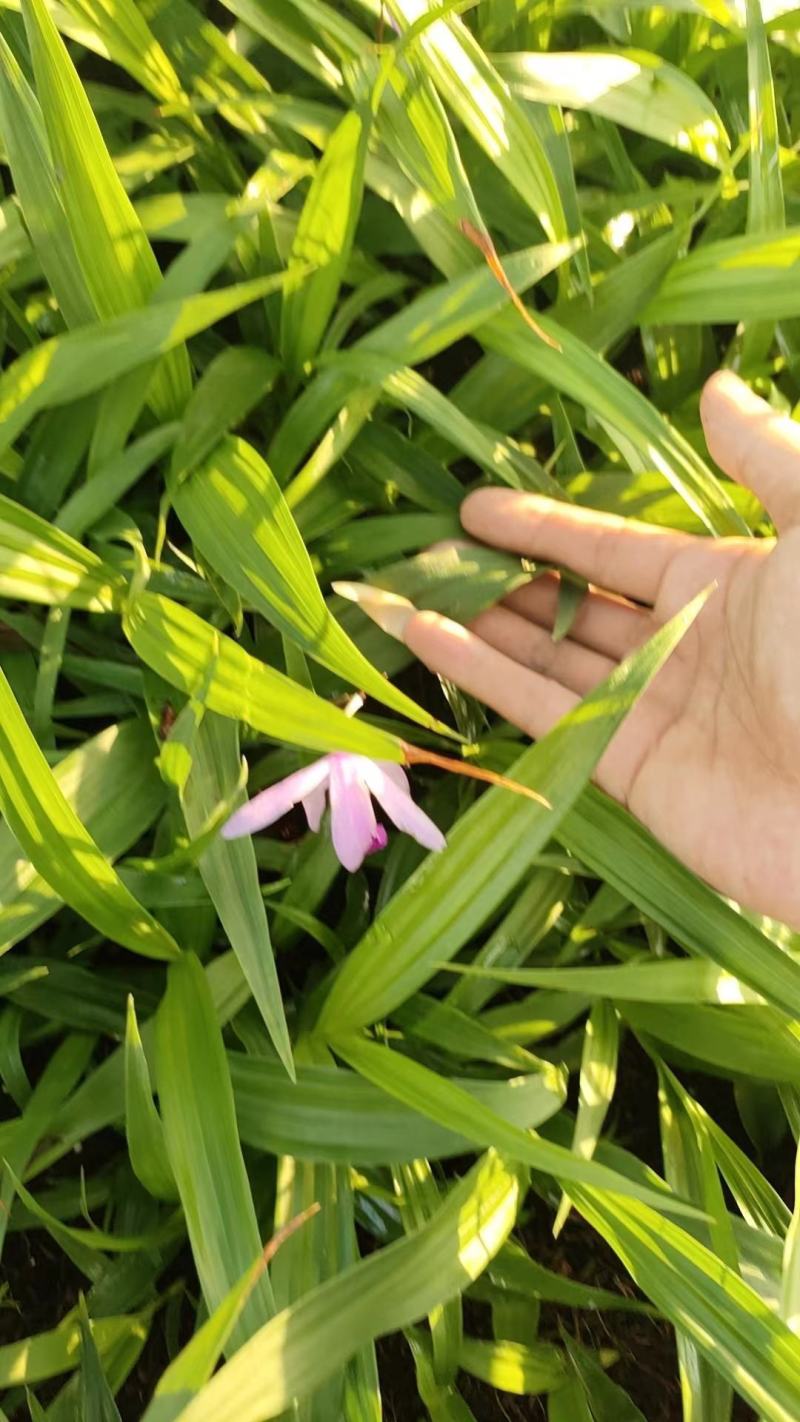 白芨苗