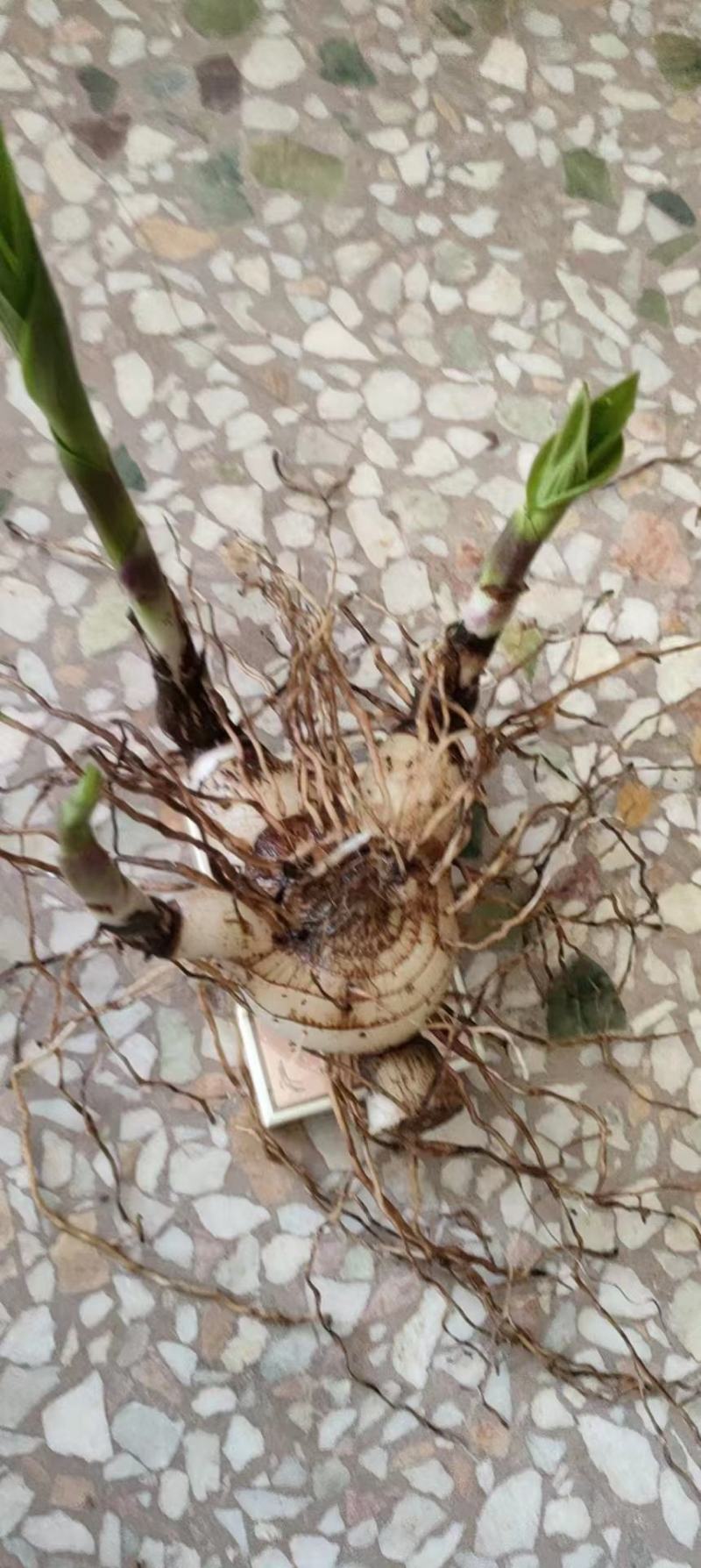 白芨苗