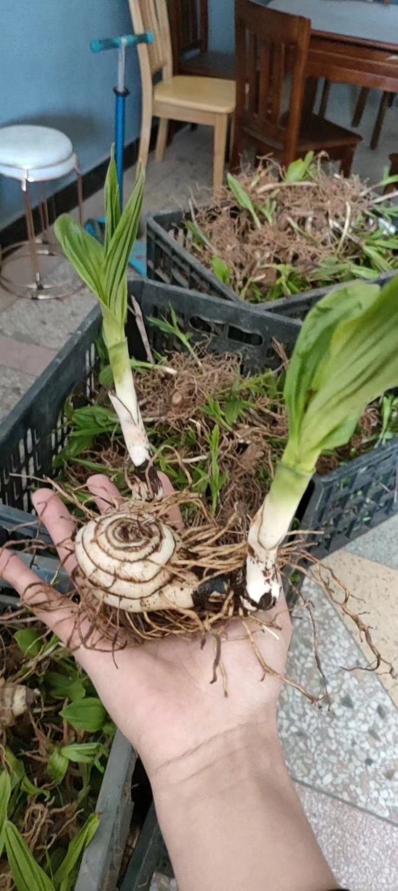 白芨苗