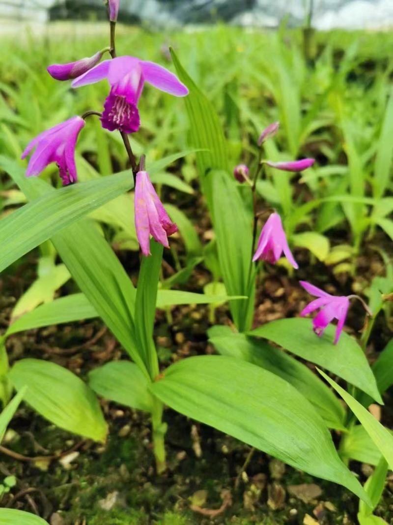 白芨苗