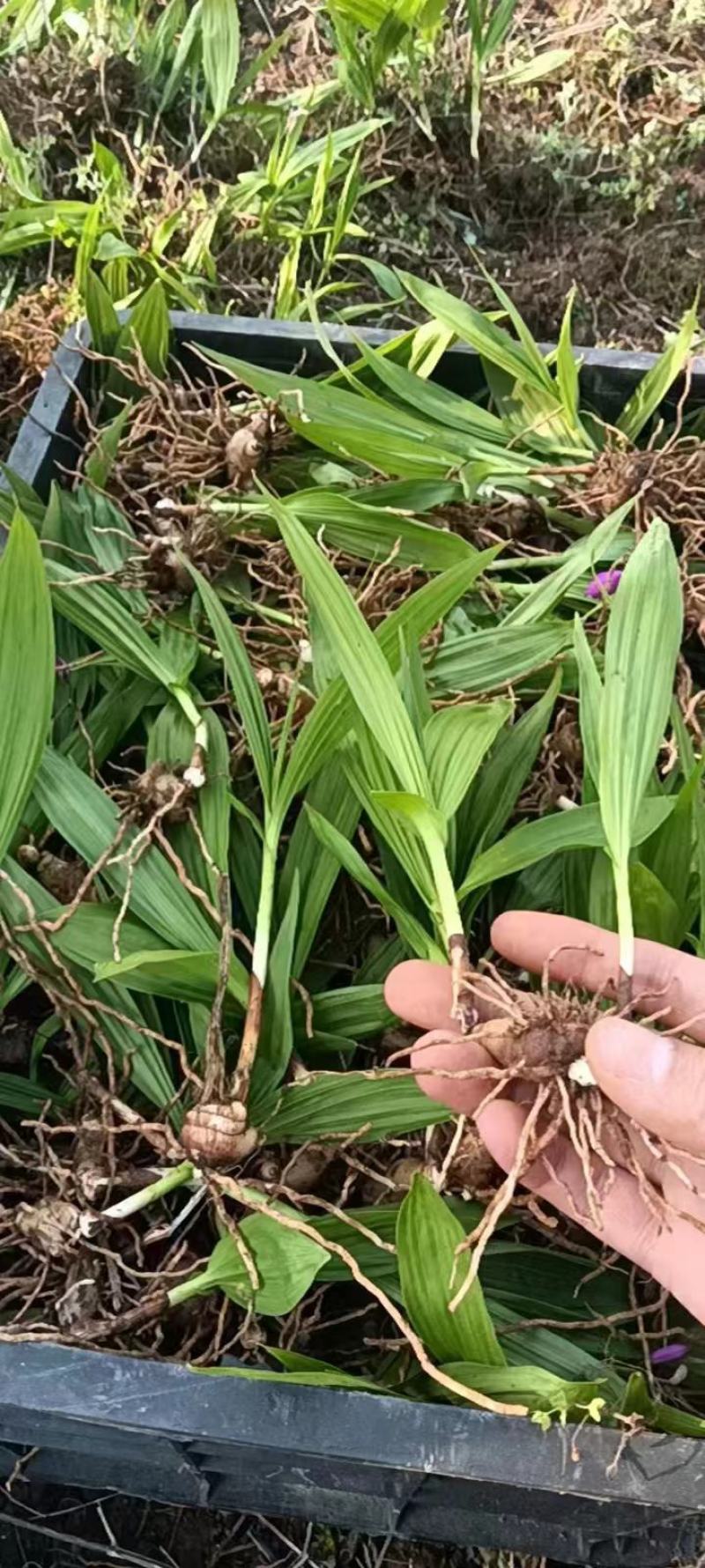 白芨苗