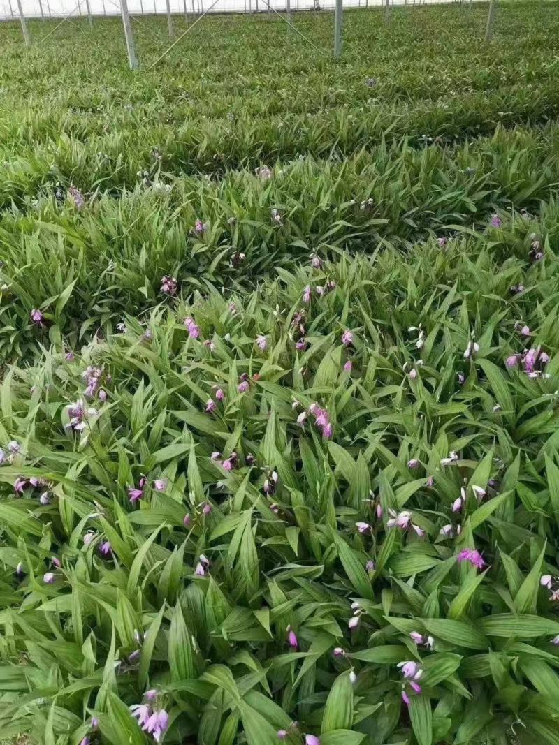 白芨苗