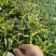 白芨苗