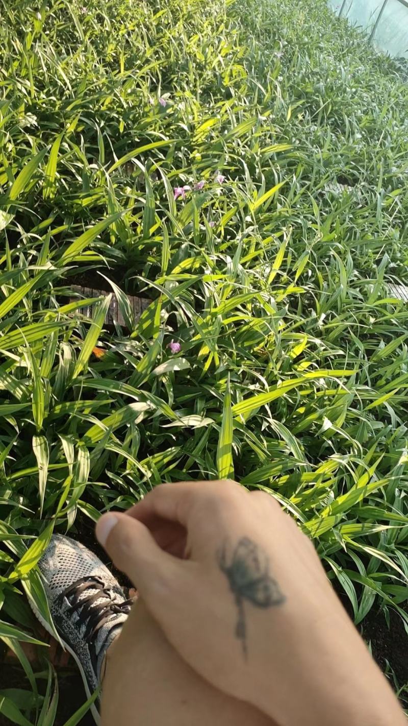 白芨苗