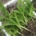 白芨苗