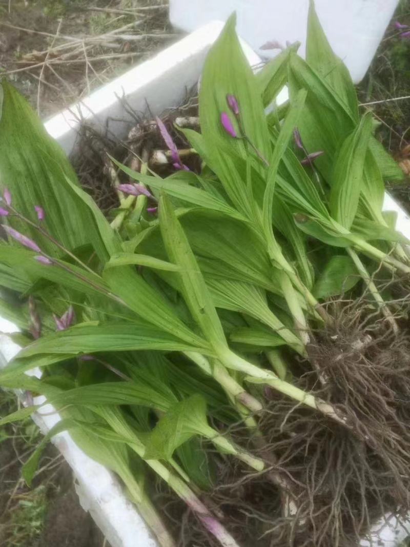白芨苗