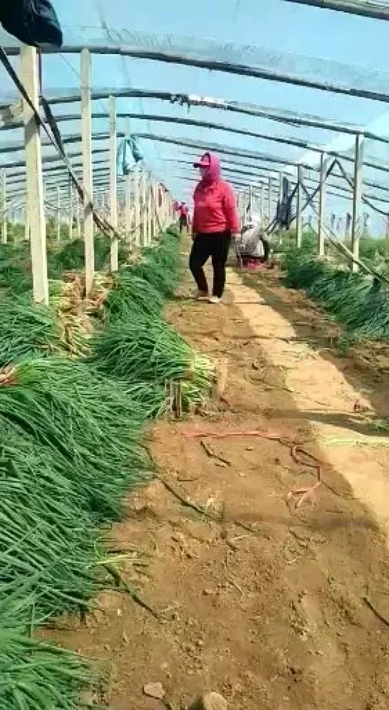 山东葱苗铁杆大葱苗基地直供品种齐全技术指导量大优惠