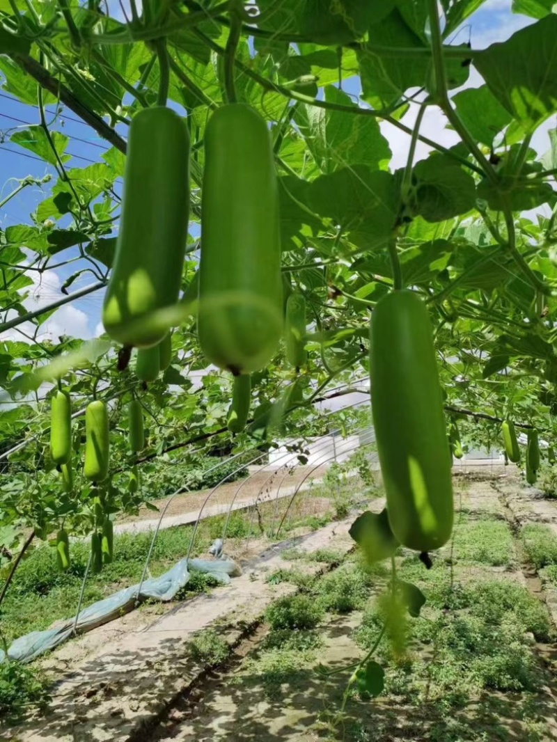 【热卖中】万亩瓠子夜开花瓠瓜短棒瓠子地铺吊铺电商