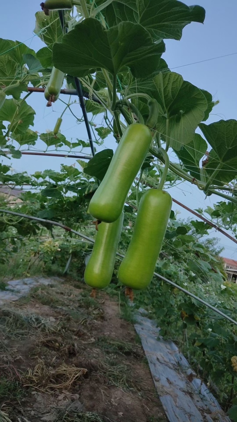 【热卖中】万亩瓠子夜开花瓠瓜短棒瓠子地铺吊铺电商