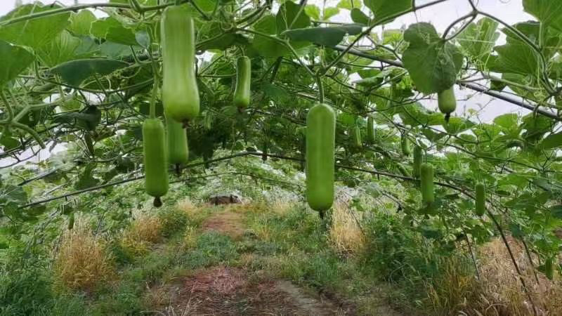 【牛商推荐】千亩瓠子夜开花精品货诚信实惠可视频看货