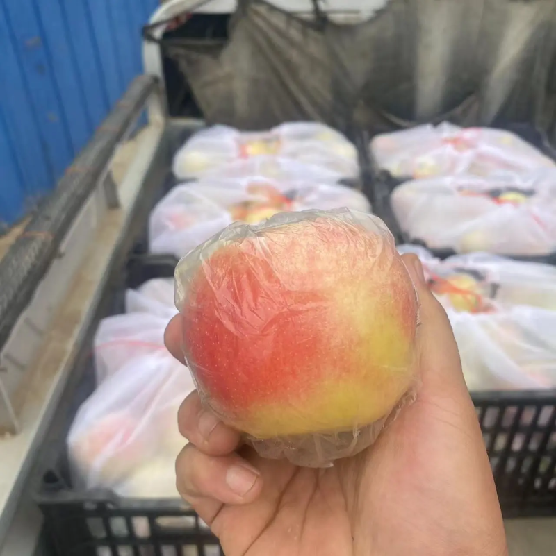 【实力】河北乐亭精品苹果美八苹果产地直发实力代办