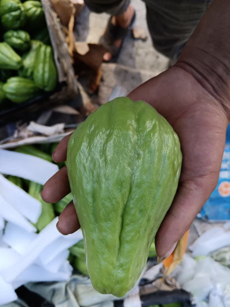 精品佛手瓜，产地直发，货源充足，量大价优，欢迎采购商联系