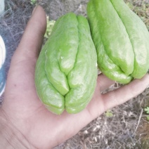 精品佛手瓜，产地直发，货源充足，量大价优，欢迎采购商联系