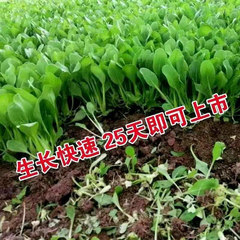 鸡毛菜种子