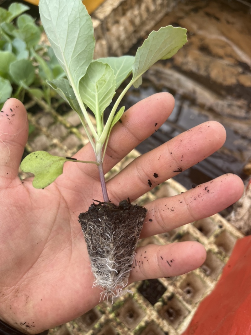 甘蓝苗，包菜苗，叶色浓绿，结球紧实，抗裂性强抗病