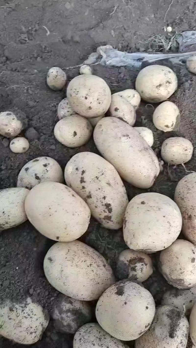 河北精品七土豆产地一手货源产地直发品质保障欢迎咨询