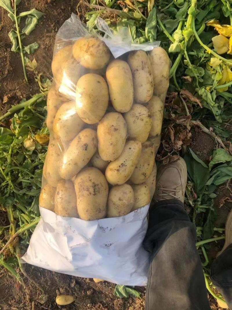 河北精品七土豆产地一手货源产地直发品质保障欢迎咨询