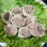 一手货源长期加工风味羊肚包羊肉肚包牛肉里面肉都是腌