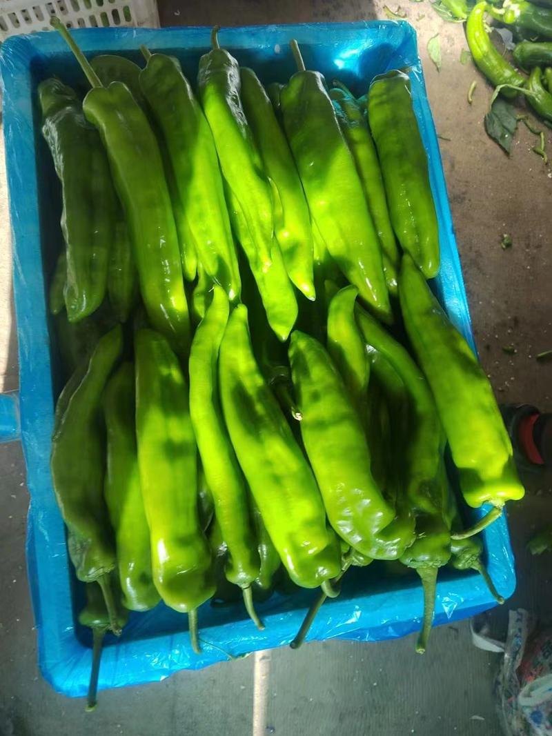 辽宁朝阳凌源市精品尖椒，20公分以上大椒，产地直销，质优