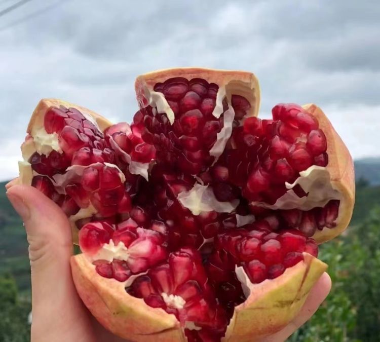 会理石榴分拣包装现场