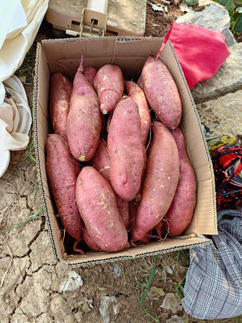 山地红薯视频看货现挖现卖山地济薯26板栗薯