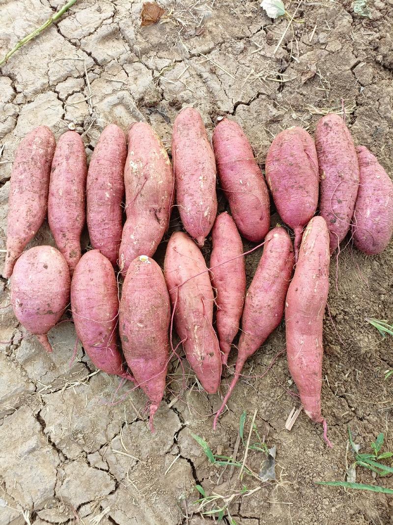 山地红薯视频看货现挖现卖山地济薯26板栗薯
